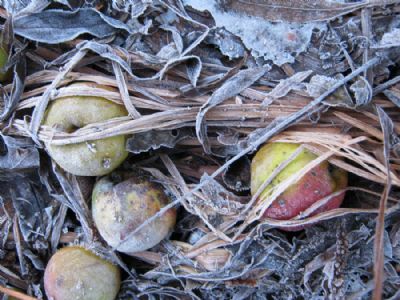 Frozen apples